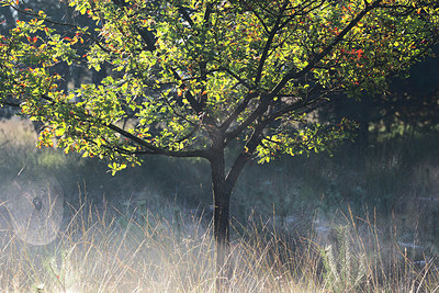 BUITEN BEELD Foto: 328669