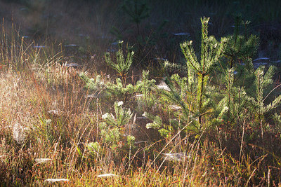 BUITEN BEELD Foto: 328736