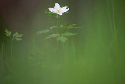 BUITEN BEELD Foto: 328779
