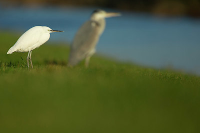 BUITEN BEELD Foto: 328815