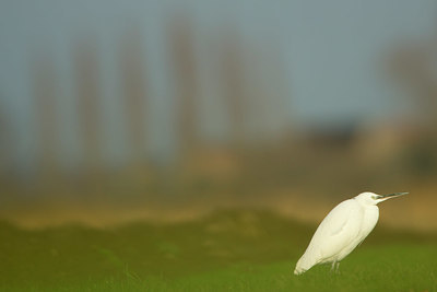 BUITEN BEELD Foto: 328816