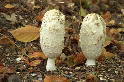 BUITEN BEELD Foto: 328906