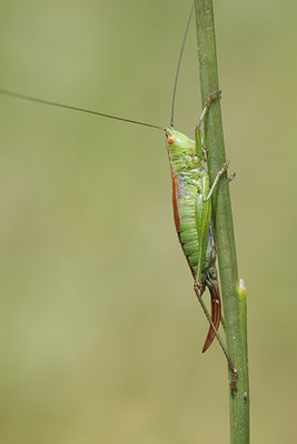 BUITEN BEELD Foto: 32022