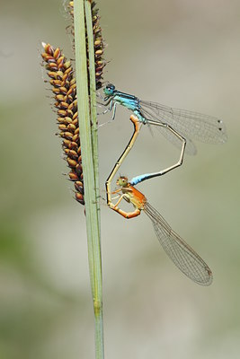 BUITEN BEELD Foto: 32055
