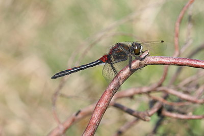 BUITEN BEELD Foto: 32058