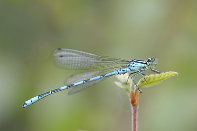 BUITEN BEELD Foto: 32061