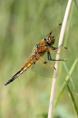 BUITEN BEELD Foto: 32062