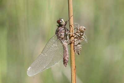 BUITEN BEELD Foto: 32071