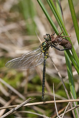 BUITEN BEELD Foto: 32074