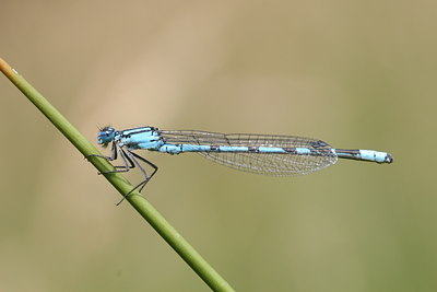 BUITEN BEELD Foto: 32079