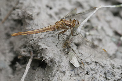 BUITEN BEELD Foto: 32086