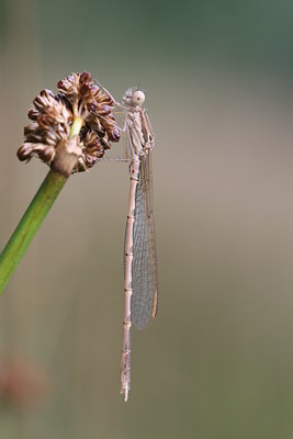 BUITEN BEELD Foto: 32087