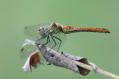 BUITEN BEELD Foto: 32090