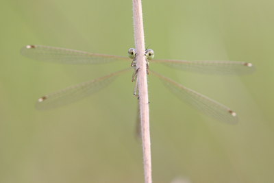 BUITEN BEELD Foto: 32092