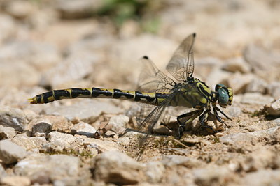 BUITEN BEELD Foto: 32099