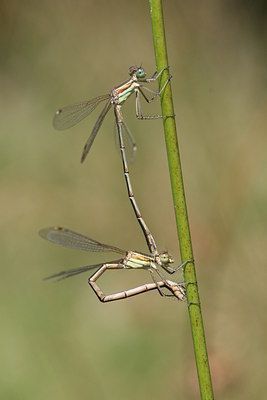 BUITEN BEELD Foto: 32114