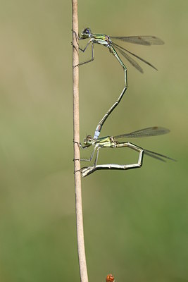 BUITEN BEELD Foto: 32116