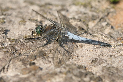 BUITEN BEELD Foto: 32120