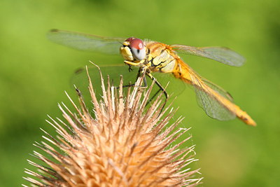 BUITEN BEELD Foto: 32121