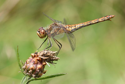 BUITEN BEELD Foto: 32123