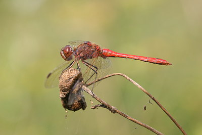 BUITEN BEELD Foto: 32124