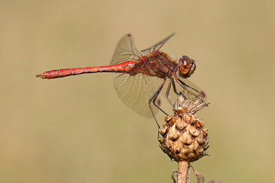BUITEN BEELD Foto: 32125