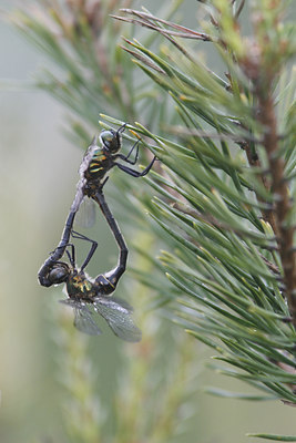 BUITEN BEELD Foto: 32131
