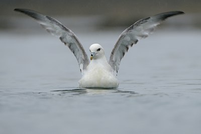 BUITEN BEELD Foto: 32143