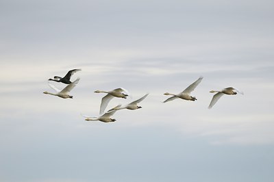 BUITEN BEELD Foto: 32144
