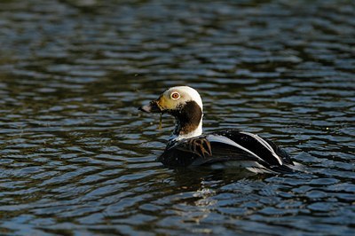 BUITEN BEELD Foto: 32155