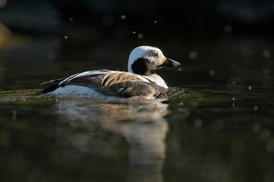 BUITEN BEELD Foto: 32159