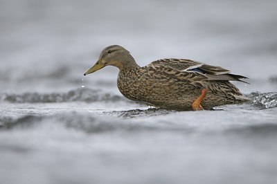 BUITEN BEELD Foto: 32165
