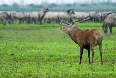 BUITEN BEELD Foto: 32184