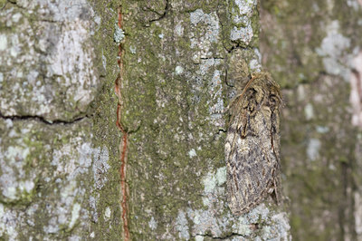 BUITEN BEELD Foto: 32189