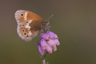 BUITEN BEELD Foto: 32194
