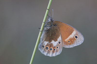 BUITEN BEELD Foto: 32195