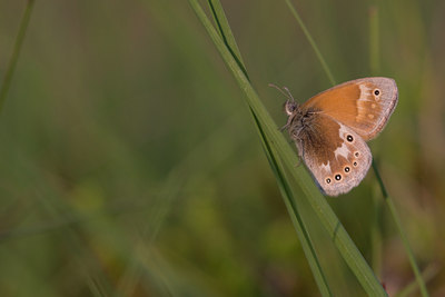 BUITEN BEELD Foto: 32196