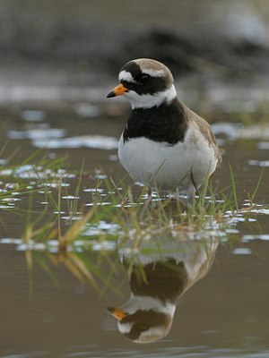 BUITEN BEELD Foto: 32200