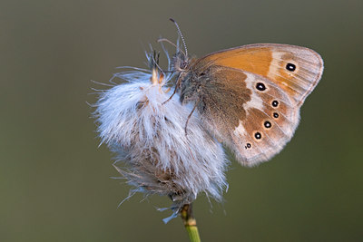 BUITEN BEELD Foto: 32204