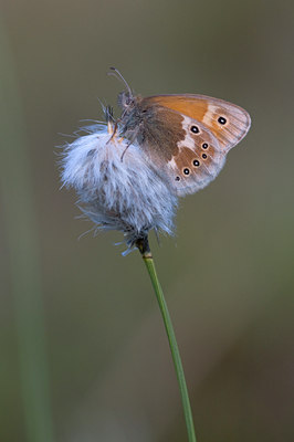 BUITEN BEELD Foto: 32206