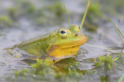 BUITEN BEELD Foto: 32228