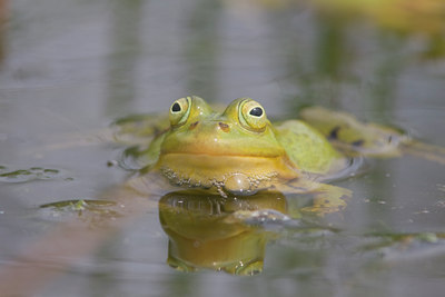 BUITEN BEELD Foto: 32234