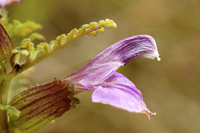 BUITEN BEELD Foto: 32251