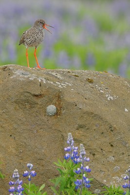 BUITEN BEELD Foto: 32259