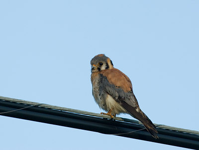 BUITEN BEELD Foto: 32289