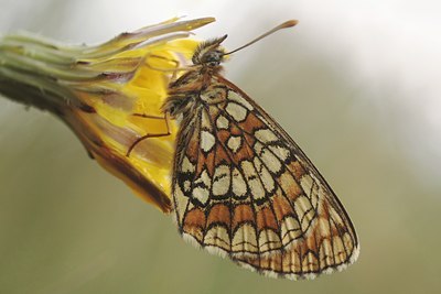 BUITEN BEELD Foto: 32336