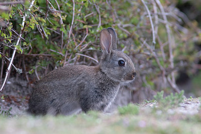 BUITEN BEELD Foto: 32343