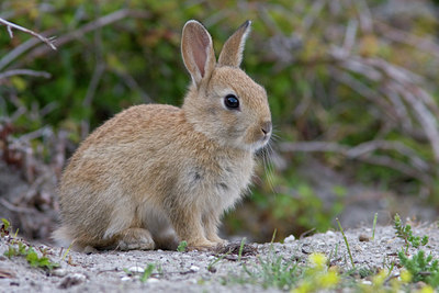 BUITEN BEELD Foto: 32344