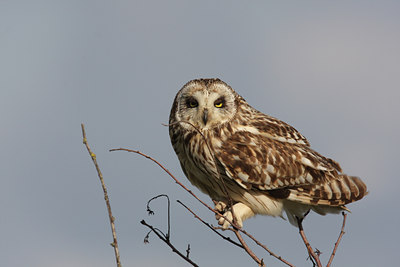 BUITEN BEELD Foto: 32360