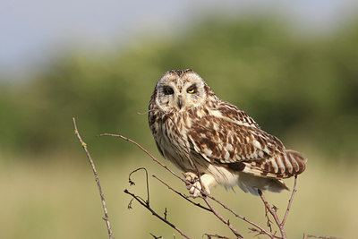 BUITEN BEELD Foto: 32362